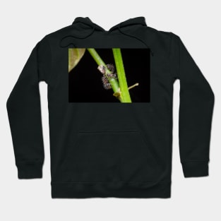 Unique and organic photo of a swarm of ants tending a treehopper Hoodie